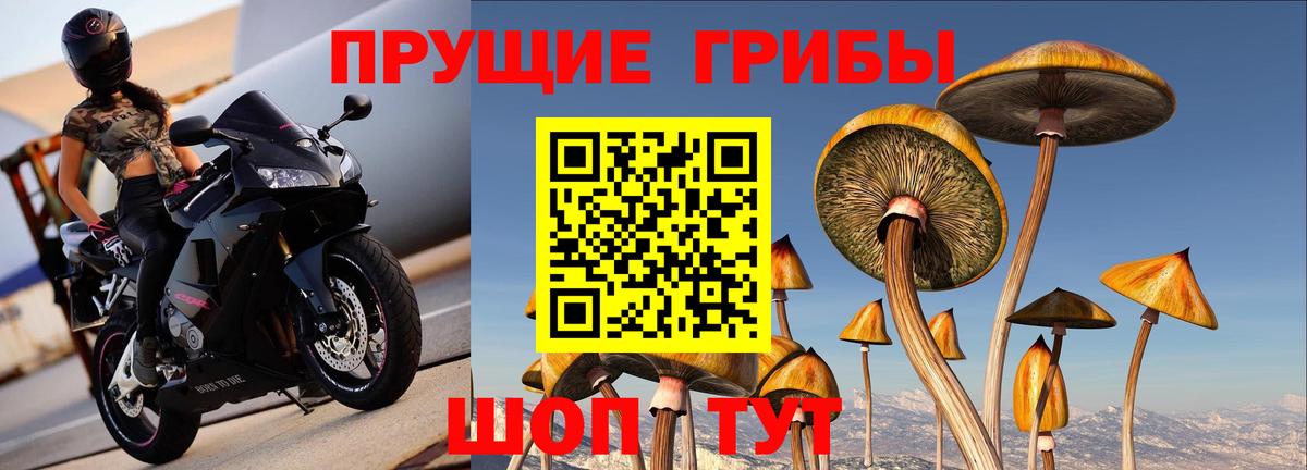 Галлюциногенные грибы MAGIC MUSHROOMS  Псилоцибиновые грибы Cubensis  Горячий Ключ  Вход с VPN 